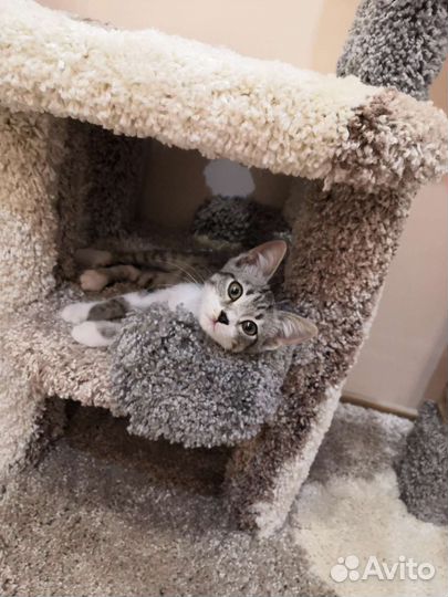 Котёнок в добрые ручки