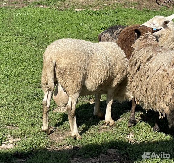 Баран катумский