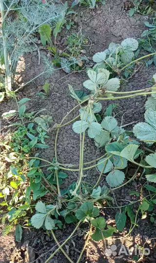 Куст+усы алба клери