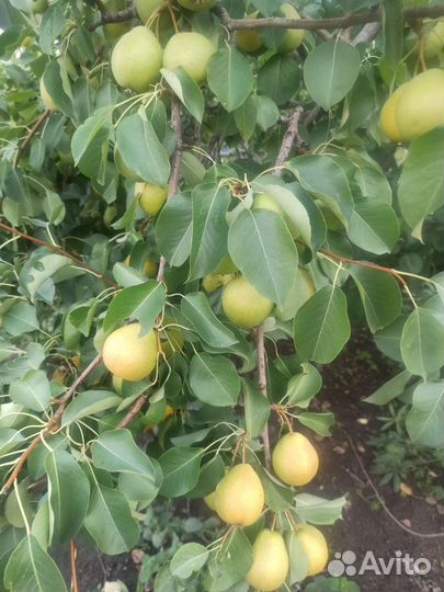 Груша рассада
