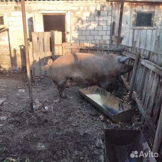 Свиноматка