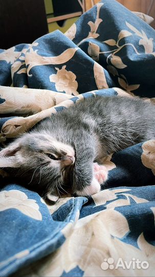 Котенок