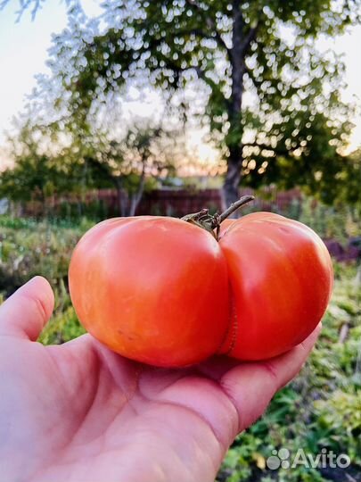 Семена редкого томата медовуха