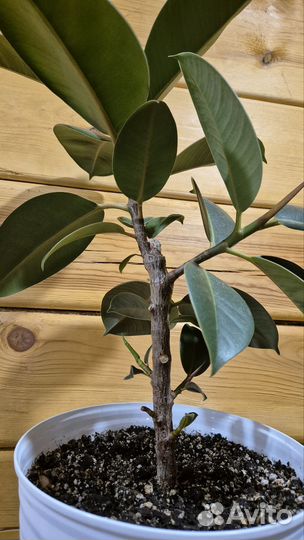 Фикус каучуконосный