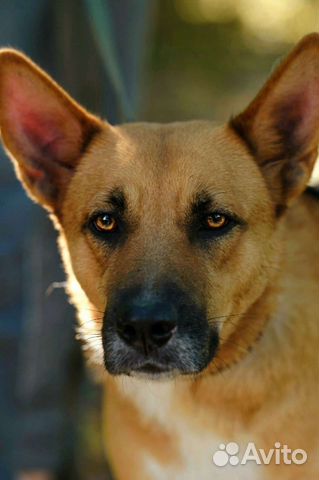 Бросили в приюте