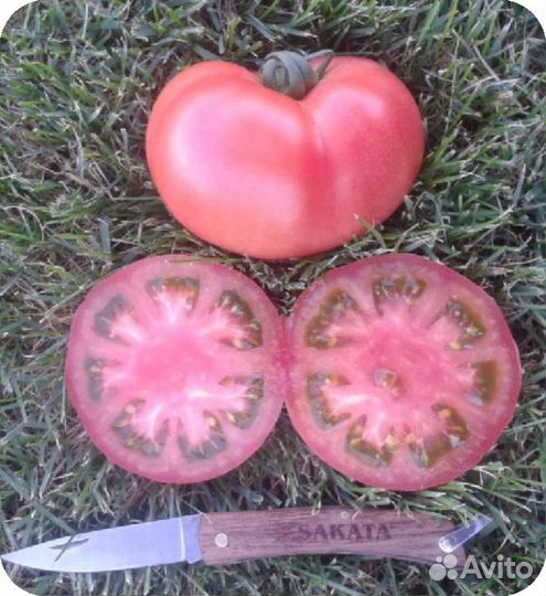 Семена Томата 
