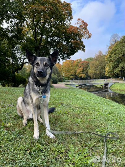 Домашняя передержка собак