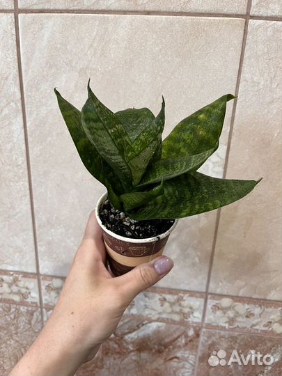 Сансевиерия ханни