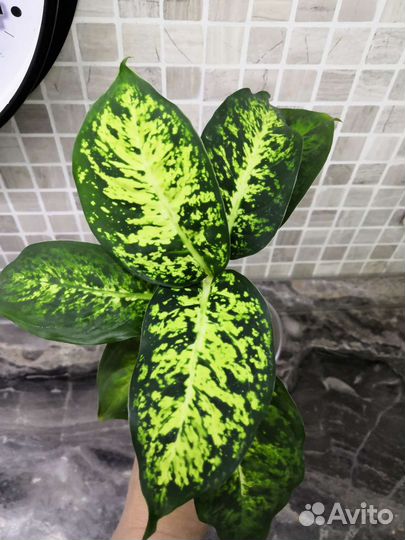 Аглаонема, диффенбахия