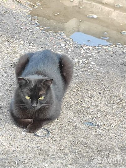 Котик в добрые руки