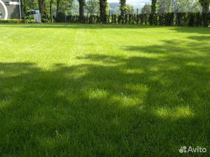 Рулонный газон мятлик