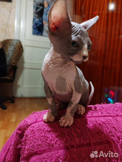 Канадский сфинкс котята