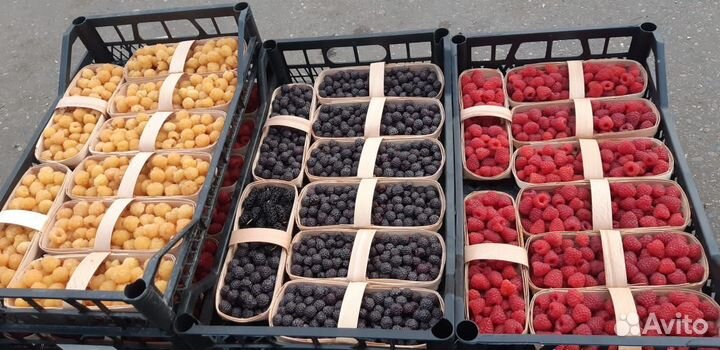 Малина жёлтая Порана роса