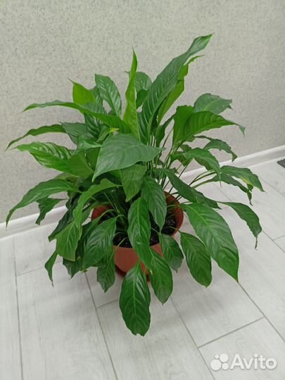 Спатифиллум