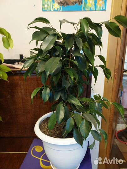 Фикус бенджамина