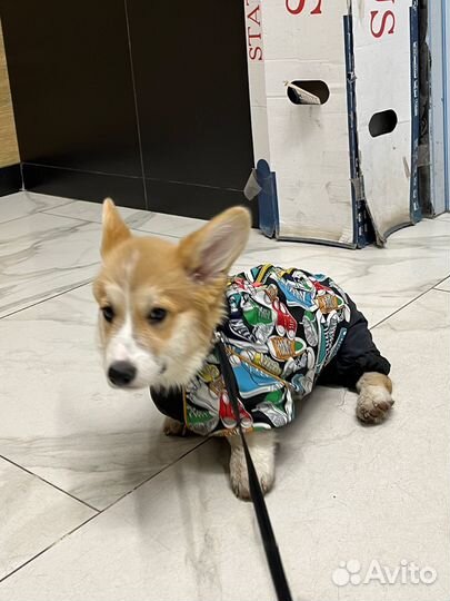 Комбинезон для маленькой собаки