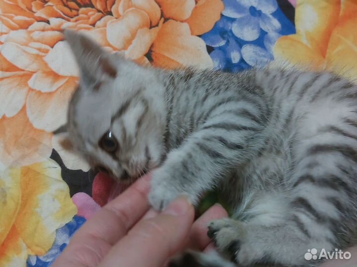 Кошки