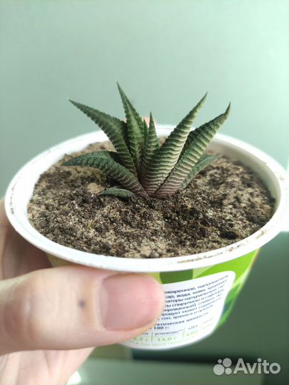 Суккулент хавортия лимифолия