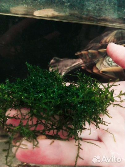 Креветки,рыбки,растения,улитки