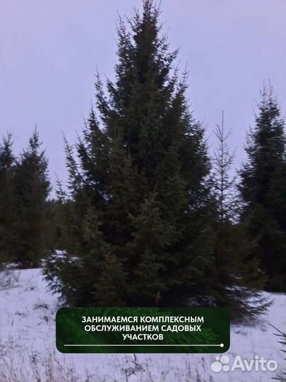 Ель обыкновенная, крупномер