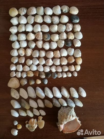 Ракушки и камушки для поделок