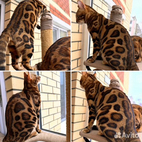 Бенгальские котята высокопородные