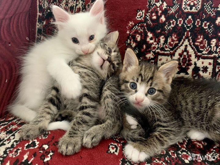 Котята в добрые руки