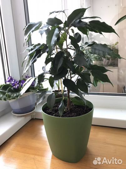 Фикус Бенджамина