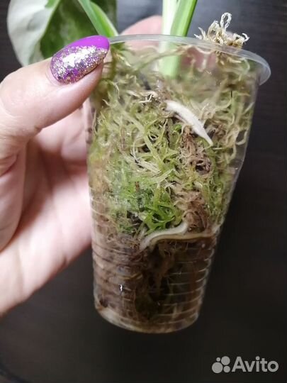 Монстера варигатная альба