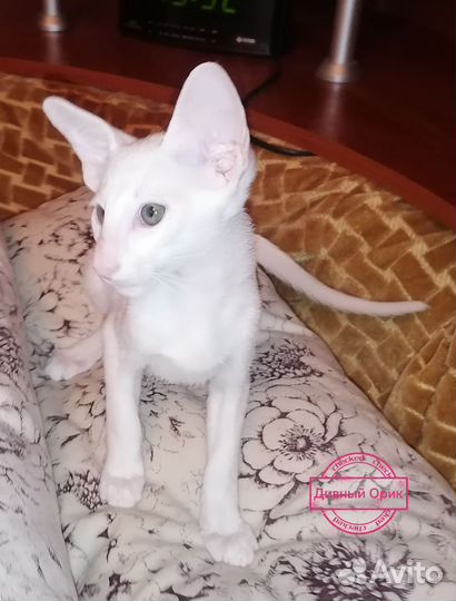 Ориентальный котенок