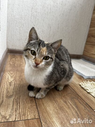 Кошка