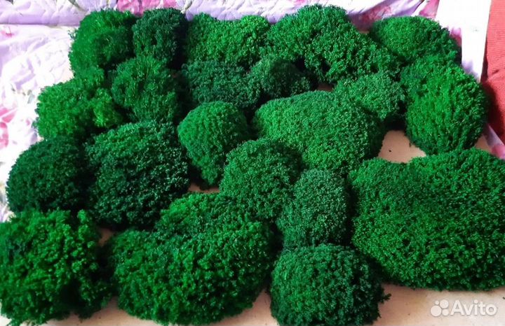 Королевские кочки мох для стен премиум