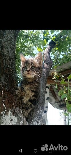 Котята мейн кун