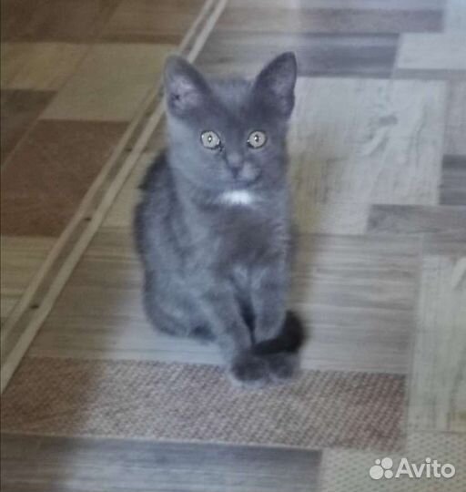 Отдам в самые добрые руки