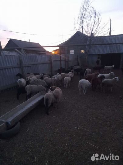 Овцы бараны