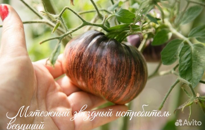 Семена томатов