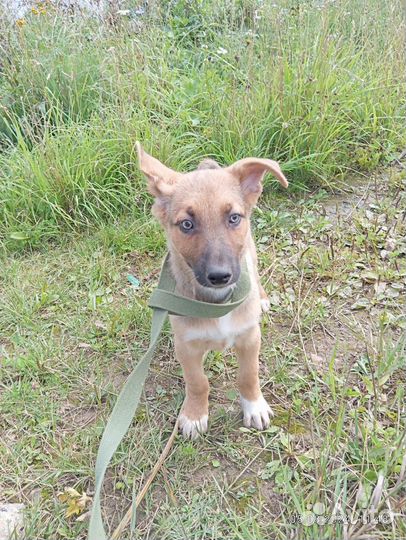 Щенок в добрые руки бесплатно