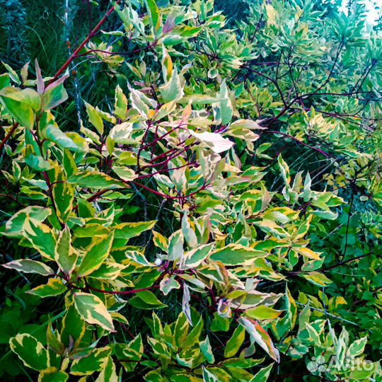 Дерен белый шпети