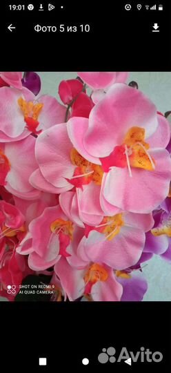 Орхидея фаленопсис