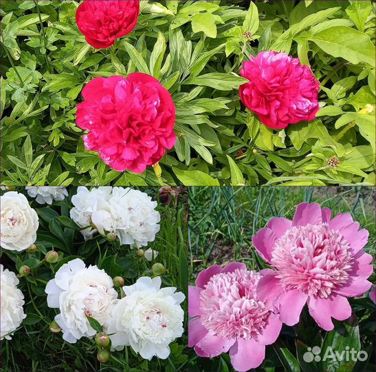 Многолетники