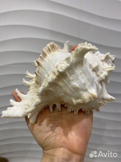 Раковина ракушка морская большая для аквариума