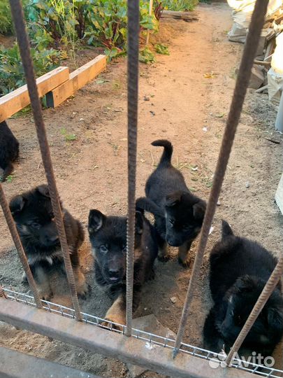 Продаются щенки немецкой овчарки