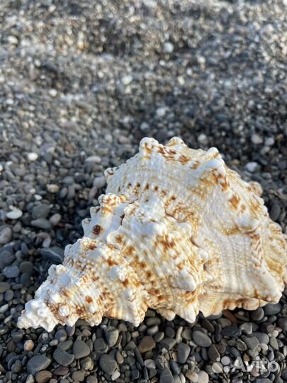 Ракушка морская большая экзотическая Бурса