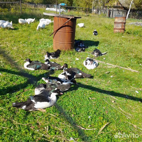 Мускусные утки