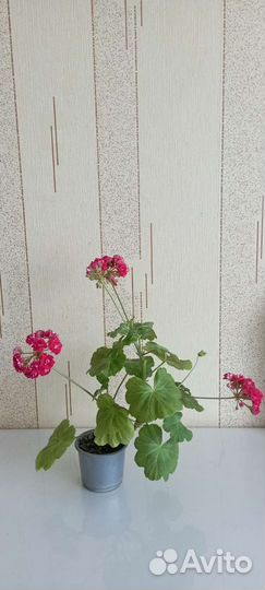 Пеларгония герань