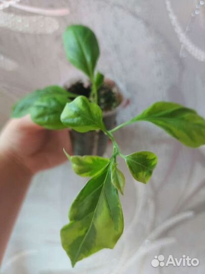 Бугенвелия