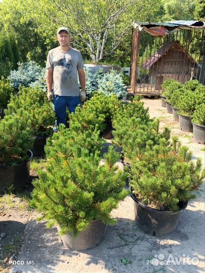 Сосна горная в ассортименте