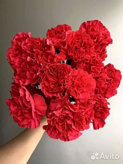 Гвоздика красная