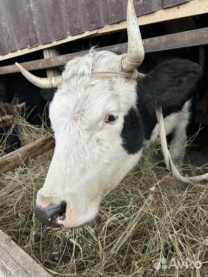 Корова стельная