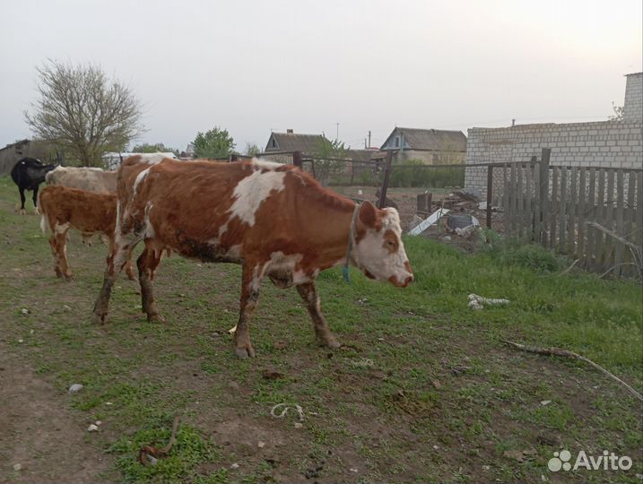 Коровы на продажу